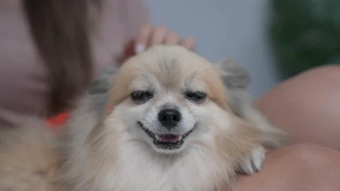 Holiday concept of 4k Resolution. The owner is lovingly stroking the dog. Stock Footage 196627183