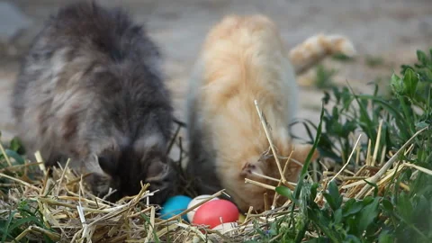Holiday Easter. Two cats are interested in the nest with colorful eggs Stock Footage 107262749