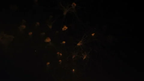 Holiday fireworks on dark background Stockbeeldmateriaal 92155420