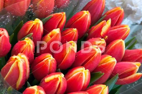 Holiday flowers Stock Photos
