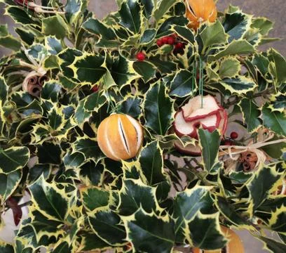 Holiday fruit tree Stock Photos