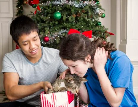 Holiday kitty cat Stock Photos