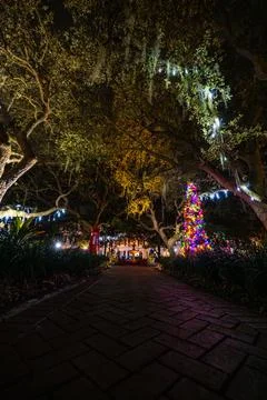 Holiday Lights Along Tree-Lined Walkway at Night in Celebration, Florida Stock Photos