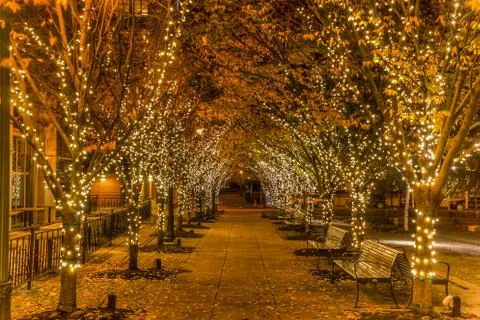 Holiday lights Stock Photos