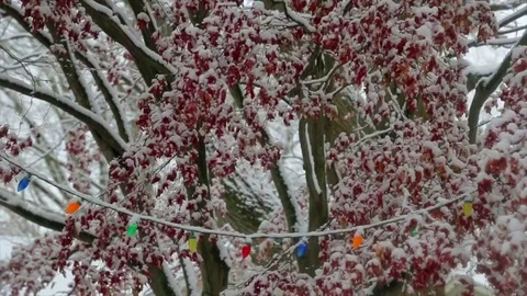 Holiday lights on red leaf tree in front of house during light snow Stock Footage 83399816
