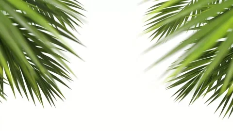 Holiday palm leafs environmental through on white backgrounds footage video.. Vídeos de archivo 327943968