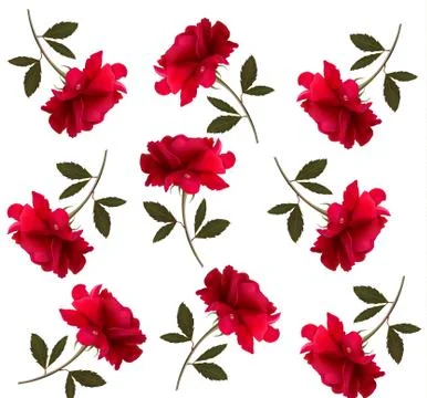Holiday pattern with red beautiful roses. vector Stock Illustration