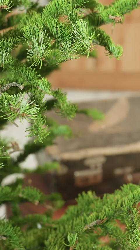 Holiday scene decor combining rustic charm and natural elements, Festive Stock Footage 323723339