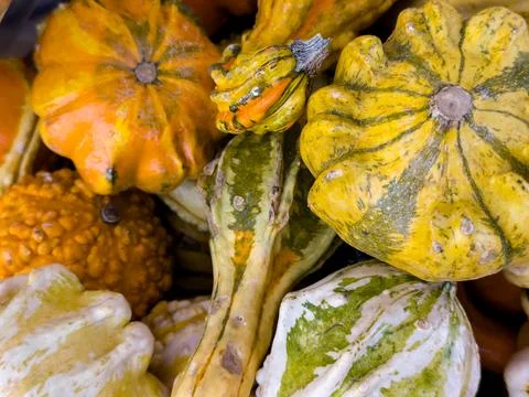 HOLIDAY SQUASH, CLOSE-UP Stock Photos