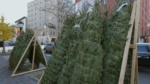 The Holiday Tree Display in an urban setting captures the seasons spirit with 스톡 동영상 295074574