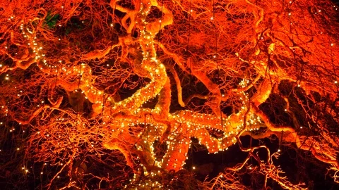 Holiday Tree Light Decorations Xmas Festive Bokeh Tree Background Red Orange Stock Footage 120671922