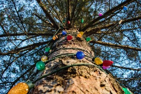 Holiday tree Stock Photos