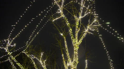 Holiday white lights on bare limbed tree at Christmas, 4k Stock Footage 167813285