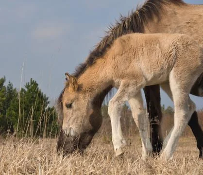 Holiday with wild horses in thuringia at spring Stock Photos