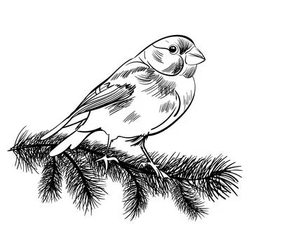Holidays greeting sketch vector template with christmas plants and bullfinch Stock Illustration