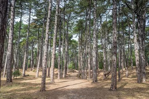 Holkham forest Stock Photos