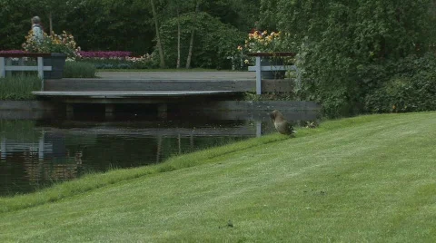 Holland Ducks Stock-Footage 665839