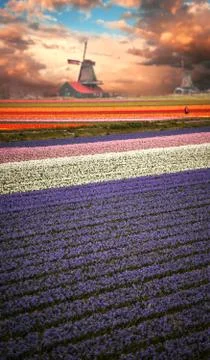 Holland Stock Photos