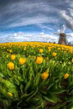 Holland Stock Photos