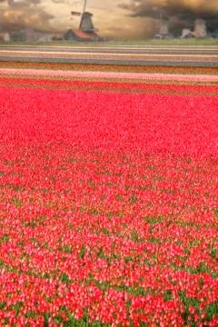 Holland Stock Photos