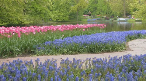 Holland Tulips Stock-Footage 663553