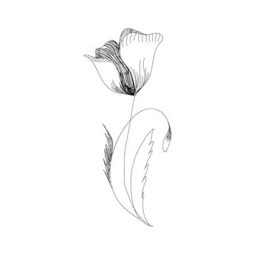 Holland tulips on a white background. Vector. Hand drawn artwork. Love concept Stock Illustration