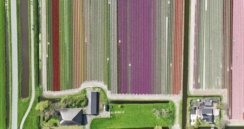 Holland's famous flower fields, showcasing the vibrant colors and beauty of the 動画素材 240870487