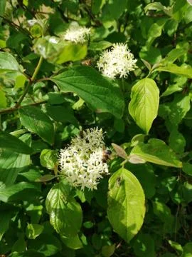 HOLLER ELDER Stock Photos