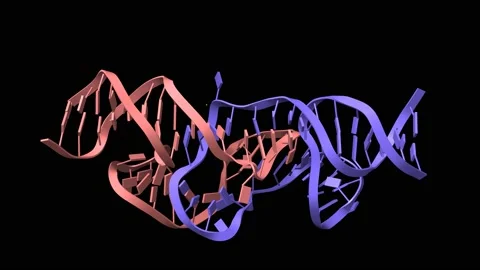 Holliday junctions formed from telomeric DNA Stock Footage 146772286
