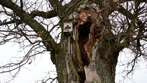 Hollow in a big oak Stock Footage 119174886
