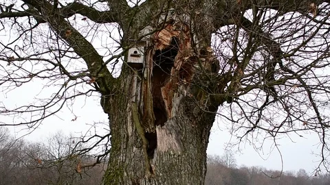 Hollow in a big oak,medium shot Stock Footage 119174879