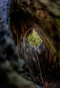 Hollow big tree Stock Photos