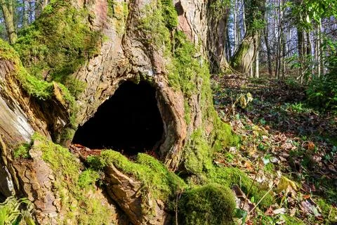 Hollow cavity in base of old tree trunk with moss in woodland Fotos Stock