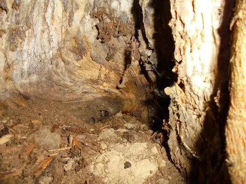 Hollow dead tree trunk interior with decaying wood and soil, macro close-up Stock Photos