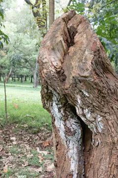 Hollow decayed tree stump in a natural green park Stock Photos