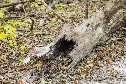 Hollow fallen tree trunk Stock Photos