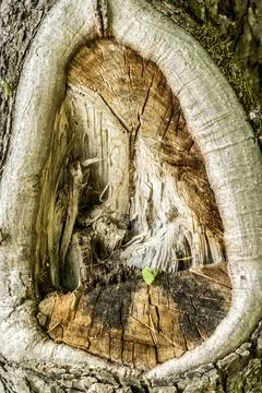 A hollow inside the bark of a large tree. Close up Stock Photos