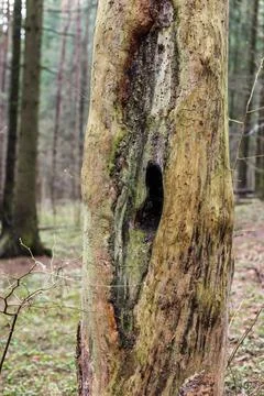 Hollow inside a dead tree in the forest. Stock Photos