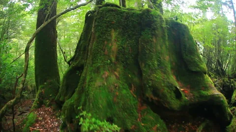 The Hollow Inside the Giant Tree Stump 動画素材 330447273