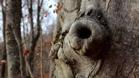 Hollow of a large old tree in a beech forest in autumn Video stock 170021477