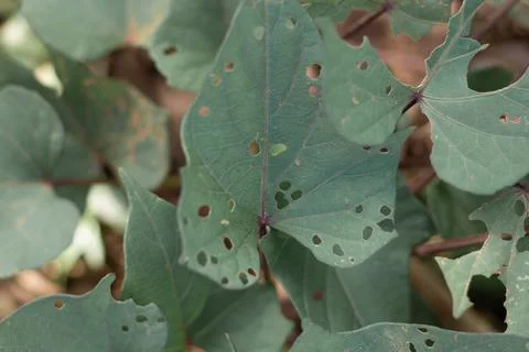 Hollow leaves Stock Photos