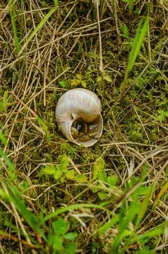 A hollow leech shell in the forest Stock Photos
