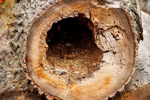 A hollow log at the mill Stock Photos