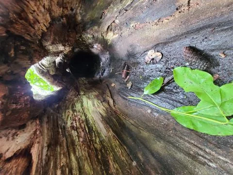 Hollow log Stock Photos