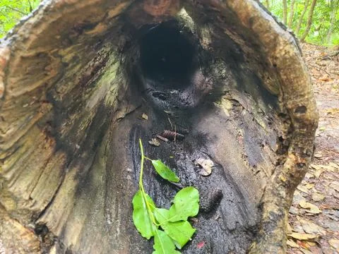 Hollow log Stock Photos