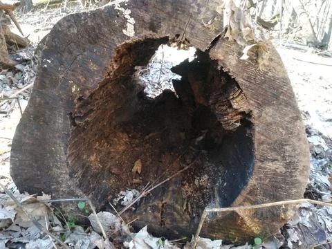 Hollow Log Foto stock