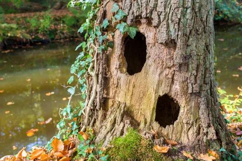 Hollow oak tree trunk with two holes at water Stock Photos