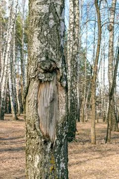 Hollow Of Old Birch Tree Close-Up.Hole in the bark of a tree Stock Photos