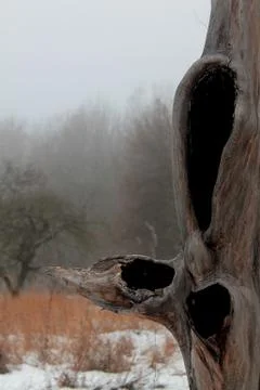 A Hollow in an old isolated tree surrounded by winter foggy landscape Stock Photos