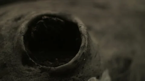 HOLLOW IN THE OLD LOG Stock Footage 68755652